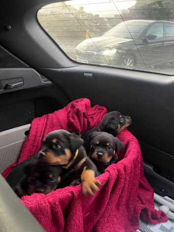 Pedigree German Rottweiler puppies
