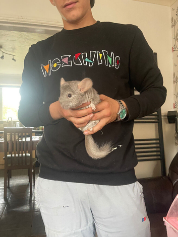 Stupid tame 5 month old baby chinchilla