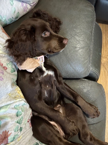 Cocker spaniel puppy