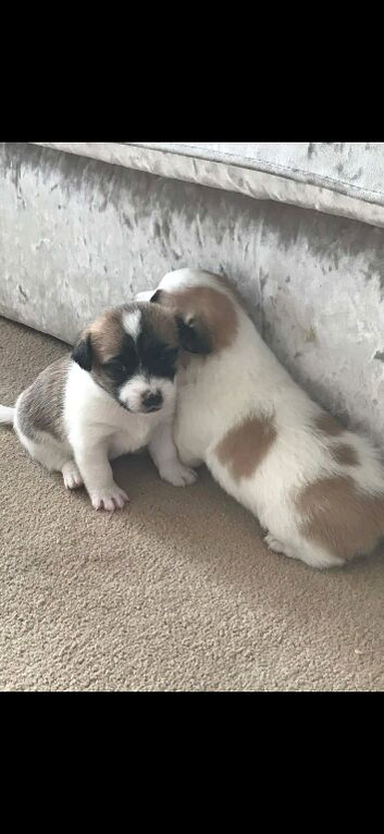 Stunning litter of JackaZoochon  Puppies