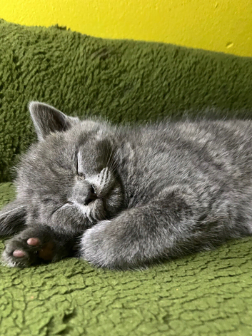 Beautiful British short haired kittens for sale
