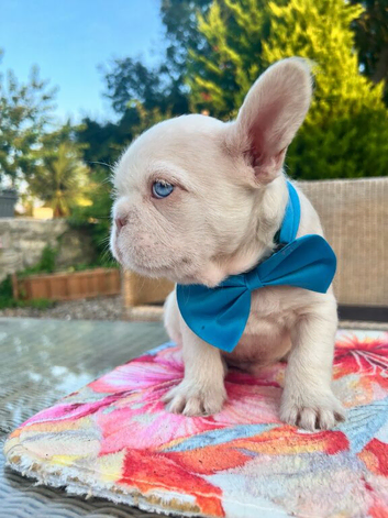 Blue eyed pink frenchies