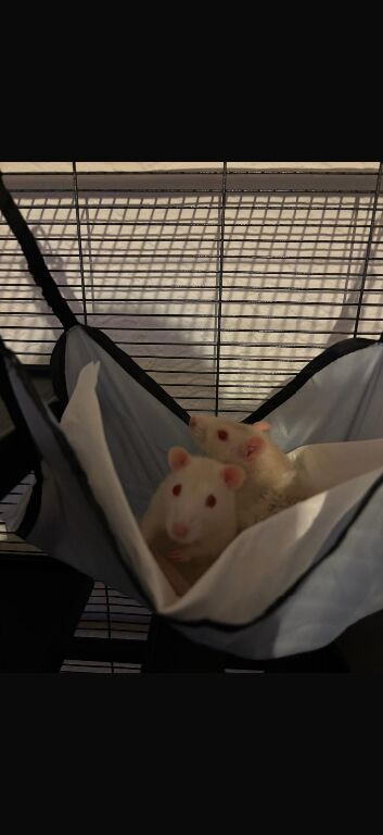 2 beautiful male rats looking for their forever home