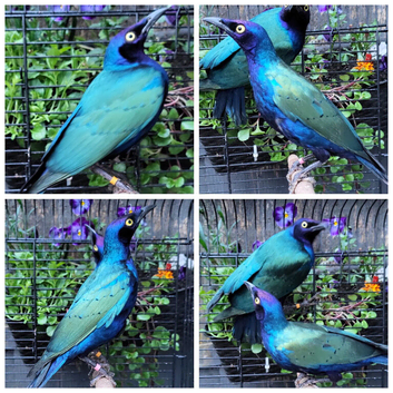 2025 DNA sexed Stunning Glossy Starlings
