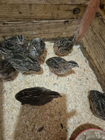 Jumbo Japanese quail for sale