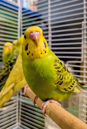 Quality budgies