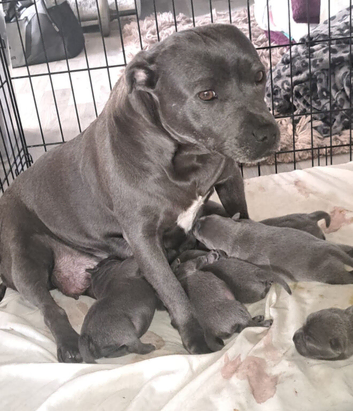 Staff puppies