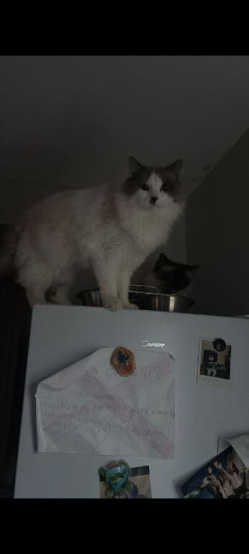 Hugo