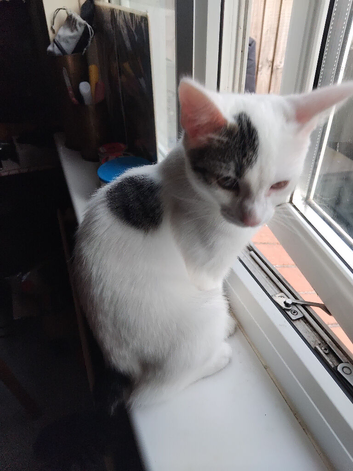 4 months old kitten