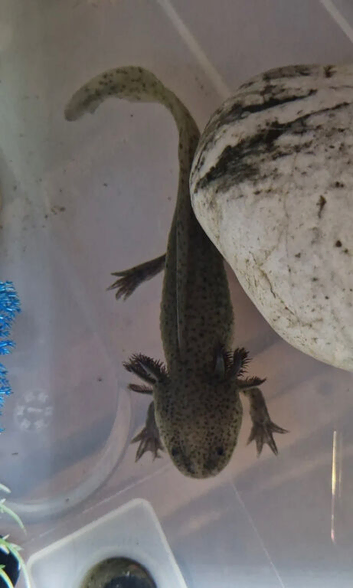 Beautiful Axolotl