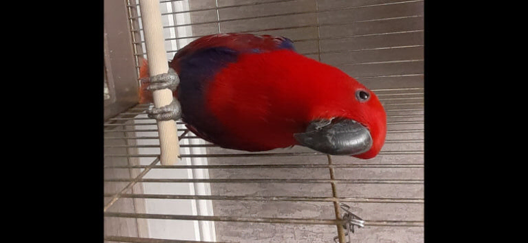 Young parrot