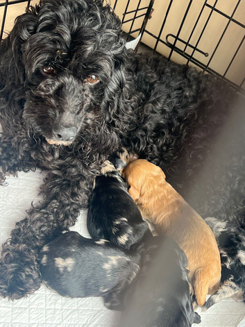 cockapoo puppies