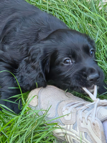 Working cocker spaniel puppies