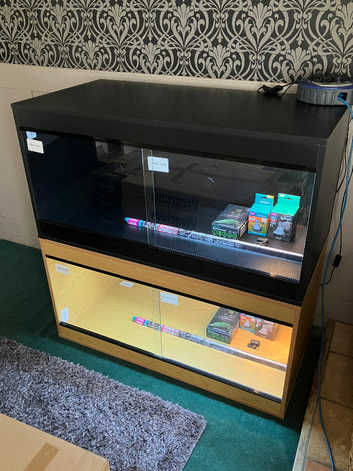 Bearded Dragon with New Vivarium Setup Kits