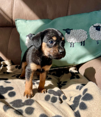 Cavalier x collie/kelpie