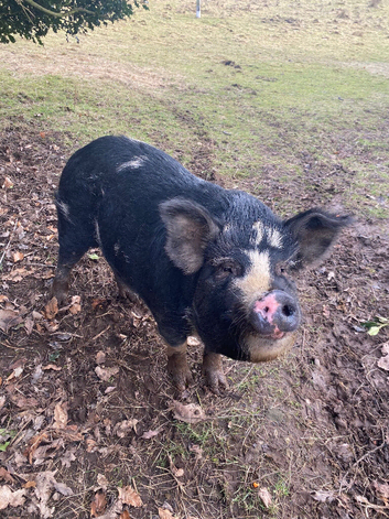Pure Kunekune sow