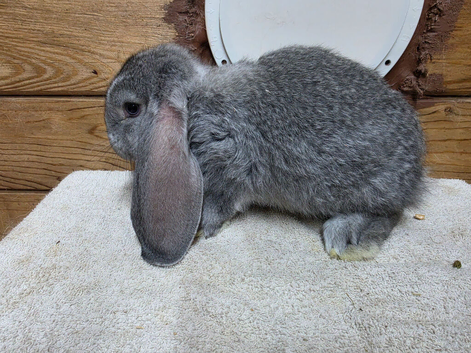 Bucks & does french lops