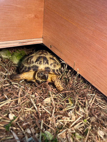 Lovely small Horsfieldii Tortoise