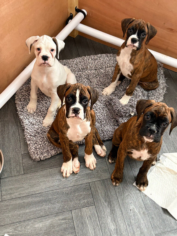 KC Boxer Puppies **READY NOW **