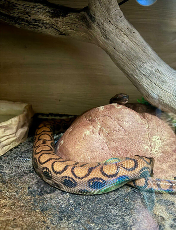 Proven female Brazilian rainbow boa female