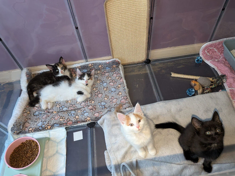 3 Adorable Kittens