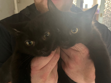 2 kittens