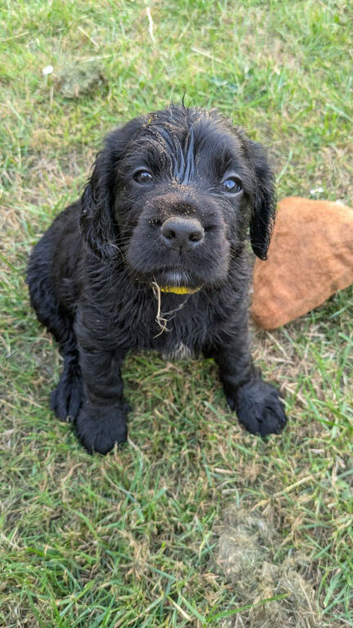 Beautiful Sprocker puppies