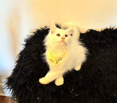 Fabulous XXL Russian Maine Coon.Would make a fantastic graduation present