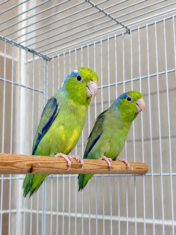 Two female lovebirds for sale. They are very healthy, active, and in perfect condition with beautiful feathers. Price for both together is only &pound;130."