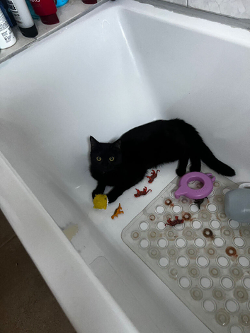 Bombay cat
