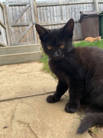 Gorgeous Kittens