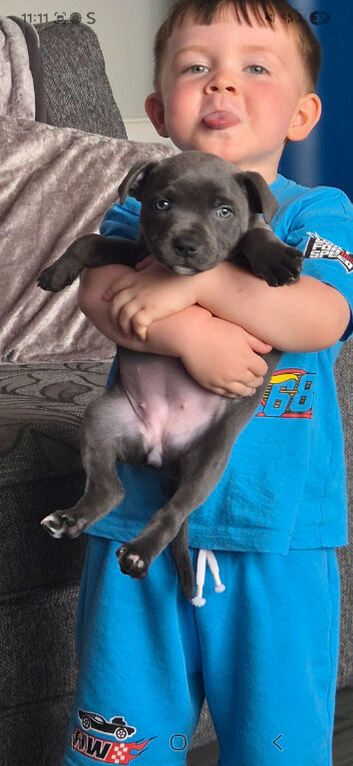 Staffy pups
