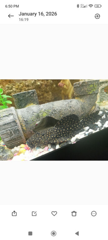 Cactus pleco
