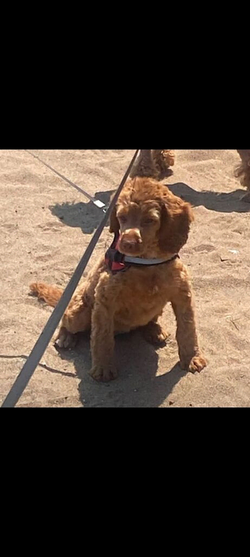 Cockapoo girl puppy