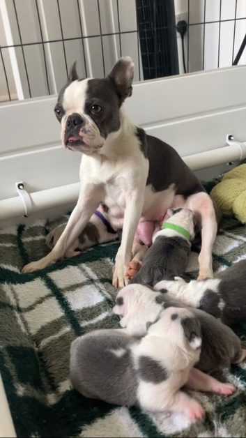 Boston terriers pups