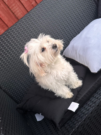 Maltese puppies