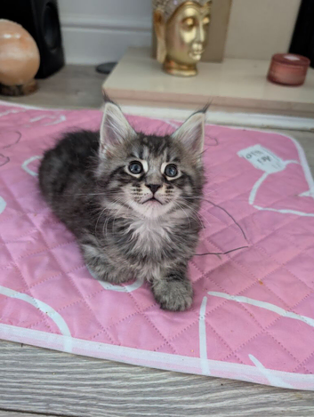 Tica registered mainecoons