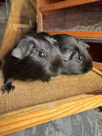 Mother and Daughter Black Pet Self