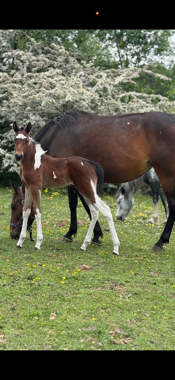 Brood mare woth foal at foot