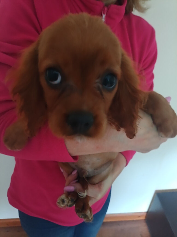 King Charles cavalier spaniels. Puppies