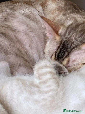 Snow bengals kittens