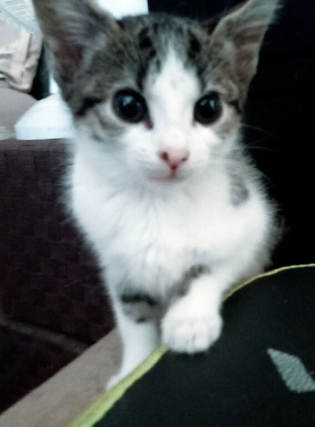 Mixed litter of kittens