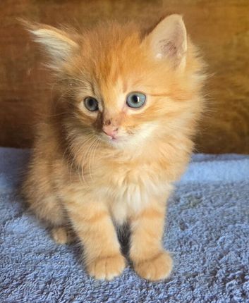 Superb fluffy kittens READY NOW