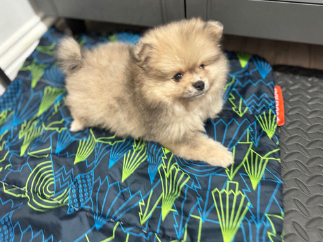 2 Adorable Pomeranian Boys