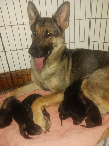 German Shepherd Puppies
