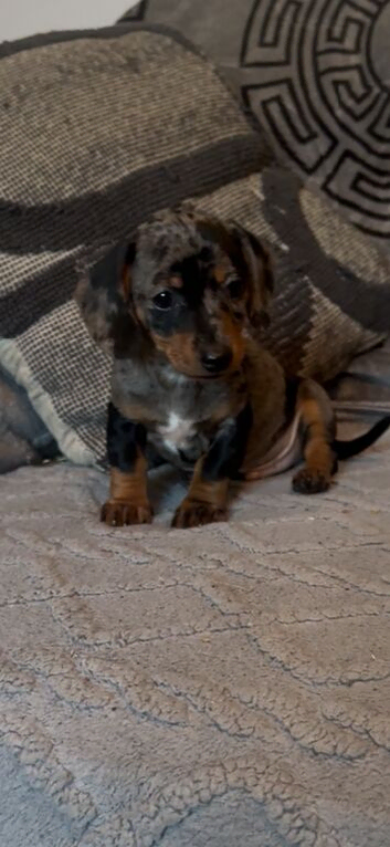 Two gorgeous boy dachounds