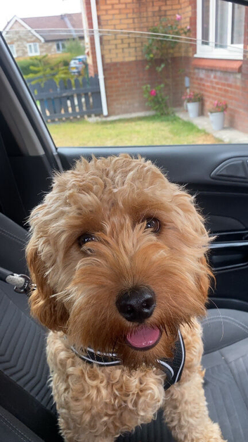 9 month old male cavapoo