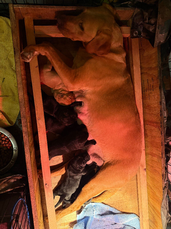 Labrador puppies