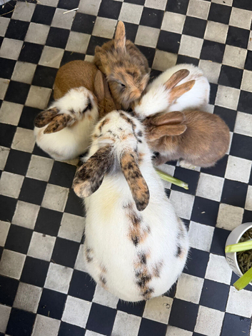 6 baby rabbits and mum and dad for sale