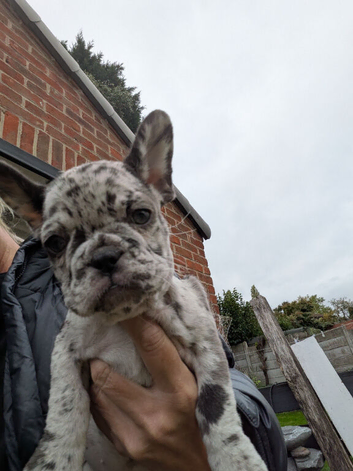 French bulldog girls